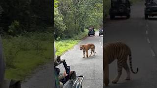 Dangerous seen  Tiger cross Road [upl. by Calla]