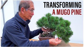 Mugo Pine Bonsai Transformation [upl. by Yramanna182]