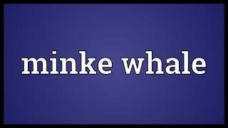 Minke whale Meaning [upl. by Alberta]