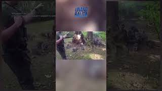 Dosedosenang raccoons pinalibutan ang isang bahay para manghingi ng pagkain shorts  Unang Balita [upl. by Jehoash740]