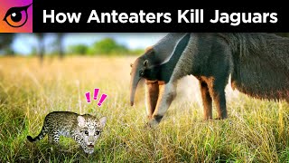 How Anteaters Kill Jaguars [upl. by Hurlee]