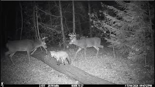 Crazy Trail Camera Clips November 2024 [upl. by Dulcine221]