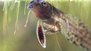 Leeches Feeding on Tadpoles  Close Views Placobdella picta [upl. by Erodeht]