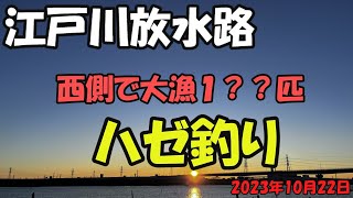 江戸川放水路ハゼ釣り（2023年10月22日） [upl. by Aenitsirhc]