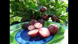 Red Cherry Guavas  A Review [upl. by Celestine]