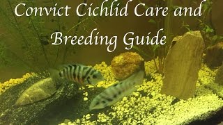 Convict Cichlid Care and Breeding Guide [upl. by Jerol]