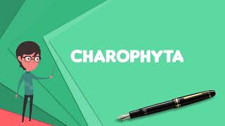 What is Charophyta Explain Charophyta Define Charophyta Meaning of Charophyta [upl. by Bein]