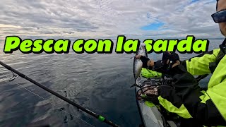 PESCA MULTI SPECIE con le SARDE e il GAMBERO [upl. by Inigo]