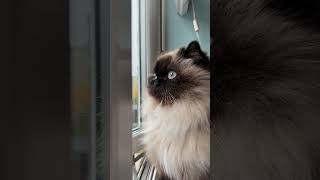 30 seconds of Penelope watching out of the window Fluff gently moving in the wind [upl. by Ecirtaemed243]