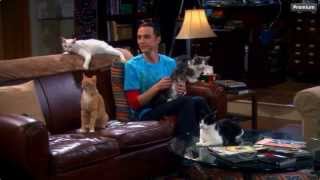 The Big Bang Theory  Sheldon amp his Cats [upl. by Annaeed]