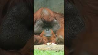 3 Amazing Facts About Orangutans You Need to Know [upl. by Laumas]