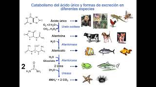 Metabolismo nucleótidos bioquímica [upl. by Limaa]