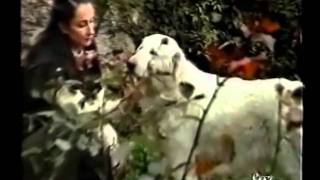 Documentario  ITA Cane da pastore maremmano abruzzese 1 partewmv [upl. by Anavas307]