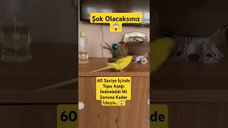 Hedefi 60 Saniyede İndirmiş Olabilir Mi Bu Kuş Bir Deha Mı 🦜😱🧿 [upl. by Llewej]