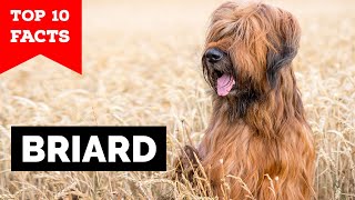 Briard  Top 10 Facts [upl. by Ardnasxela]