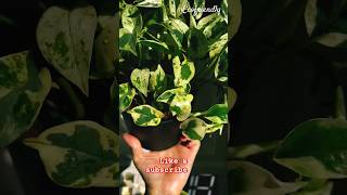 Pothos 🌱🌿 excellent short shortvideo indoorplants pothos moneyplant trendingshorts ytviral [upl. by Atnahc]