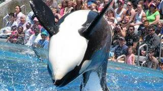 SeaWorlds old quotShamuquot show with trainers in the water [upl. by Lovell]