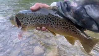 Early Morning Creek Fishing For Trout Bushkill Creek Pa [upl. by Ynittirb]