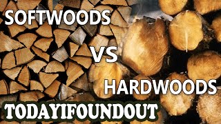 The Difference Between Hardwoods and Softwoods I Swear More Interesting Than It Sounds [upl. by Woodcock]