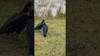 Everglades national ￼ park Florida vultures [upl. by Lyris]