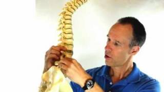 Herniated Disc Pain Relief Stretches  Back Pain Stretches [upl. by Etteuqal]