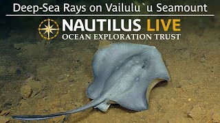 DeepSea Rays on Vailulu’u Seamount  Nautilus Live [upl. by Denison833]