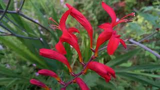 Giant Montbretia A Peaceful Escape to Floral Bliss [upl. by Heda74]