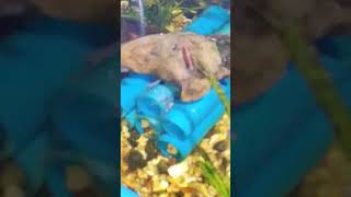 crayfish tank set up fishparkchannel [upl. by Hogarth588]