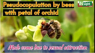 Orchid Ophrys showing mutualsim with bees Pseudocopulationsexual deceitpetal like female bees [upl. by Leroy]