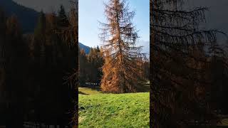 Larici colorati d autunno 🍂  Cortina d Ampezzo [upl. by Jeconiah]