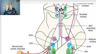 Anatomy of CNS Module in Arabic 2024 Vestibular pathway by Dr Wahdan [upl. by Onibla]