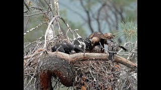 Golden Eagles Raise A Hawk [upl. by Yelram]