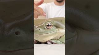 The worlds largest frog frog eyes explain short shorts shortfeed shortsfeed frog frogs [upl. by Goldie716]