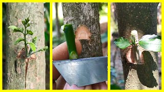 Top 10 New Grafting IDEAS 💡  Bonsai Trees [upl. by Nakeber272]