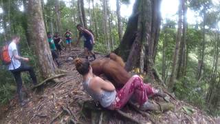 Held Hostage by an Orangutan Bukit Lawang Jungle [upl. by Assened]