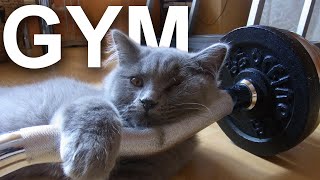 GYM  PAROLE DE CHAT [upl. by Burrton]