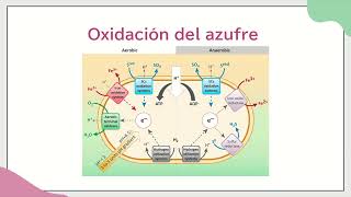 Metabolismo y regulación de Acidithiobacillus ferrooxidans [upl. by Ralston]