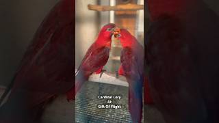 Cardinal Lory Pseudeous cardinalis at Gift Of Flight cardinal lorikeet exotic breeding [upl. by Arabel]