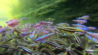 Rotbauchelritze Chrosomus erythrogaster amp Regenbogenelritze Notropis chrosomus laichen spawning [upl. by Harrow]