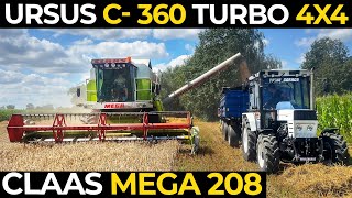 CLAAS DOMINATOR MEGA 208  URSUS C 360 TURBO 4X4  ZBIÓR PSZENICY [upl. by Okiram]