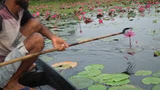 টেটা দিয়ে রুই মাছ ধরা। Rohu fish catching with Teta। FishingWorld। [upl. by Naval]