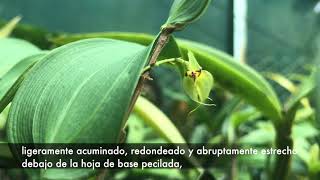 Lepanthes nicolasii [upl. by Heller454]