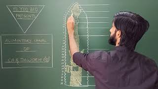 How to draw Alimentary canal of Earthworm  NEETaspirants  Ncert  Dr Vaibhav Awasthi  Yo Yoo Bio [upl. by Aliakam638]