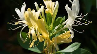 Honeysuckle plant most requested video reuploadplant care tips in tamil [upl. by Negaet460]