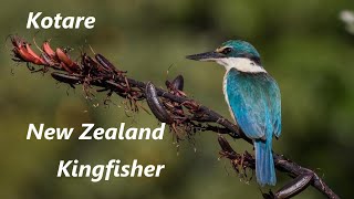 New Zealand Kingfisher [upl. by Crescint]