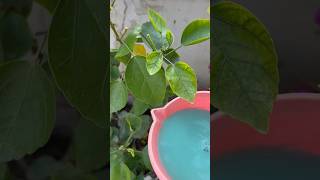 🌱how to make ur plant healthy and fungus free 🌺homegarding 🏡🧑‍🌾🌺🥰ytshots viralshorts [upl. by Ellered]