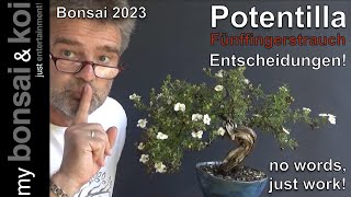 Bonsai 202347  no words just work  Potentilla  Fünffingerstrauch  Entscheidungen [upl. by Greenstein]