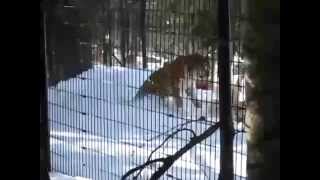 Pelea de dos tigres Siberianos en una reserva [upl. by Webb]