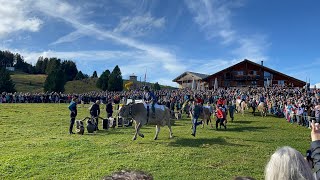 Kuhrennen 2023 Alpchäsmarkt Flumserberg cows kuhrennen kuh racing racinggames switzerland [upl. by Helbonnas]