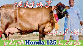 Haq Bahoo Dairy Farm  Girlando cow  Australian Cows  Jani Best  7 September 2024 [upl. by Leighland]